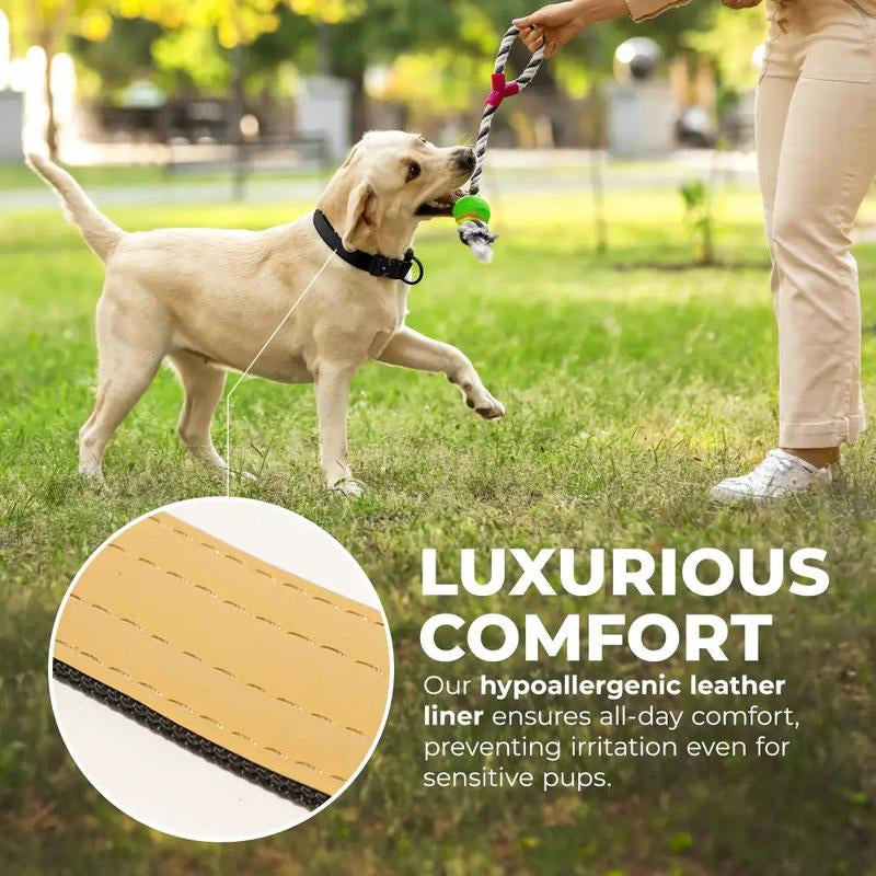Stylish & Durable Dog Collars | Adjustable, Comfortable, and Affordable – Posh Pup Supplies